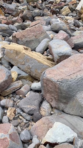 Exploring Dinosaur Footprints and Fossils