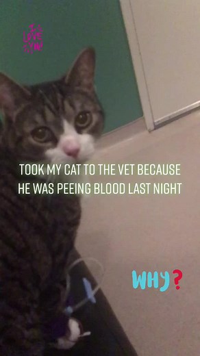 The surgery was $5000 and wasn’t a 100% going to fix it. 😤￼RIP Simba😭 #lovemypet #catmom