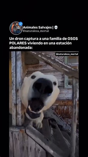 Animales Salvajes | 💀 on Instagram: "En el Ártico ruso, un grupo de osos polares llamó la atención al transformar una estación de investigación abandonada en su nuevo hogar. Las imágenes captadas por un dron muestran a los animales explorando habitaciones, pasillos y estructuras antiguas, como si hubieran tomado el lugar de los antiguos investigadores. La escena, aunque curiosa, refleja un fenómeno preocupante: con el calentamiento global y el derretimiento de los glaciares, los osos polares es