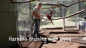 1.6K views · 17 reactions | Harness Training with Adults: Here is a...
