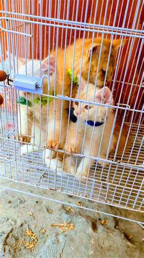 Two Persian cats🤗 and one sunahri 🫣cat in one frame 🫀#cat #pets#shortsfeed