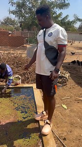 163K views · 4.1K reactions | Lero tiphuzisane za azolla ndi mmene feed yadulilamu mutha kumapanga propagate nokha nkumapatsa nkhuku, nkhumba or mbuzi. Timagulitsa 10k per kg for more details contact me 0884399058 | Mwayenela investments | Facebook