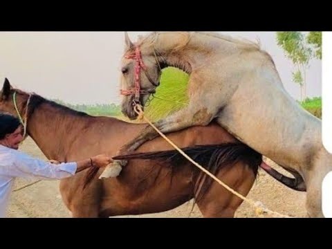 Powerful Horse Breeding | Strong Bloodline, Healthy Foals 🐎