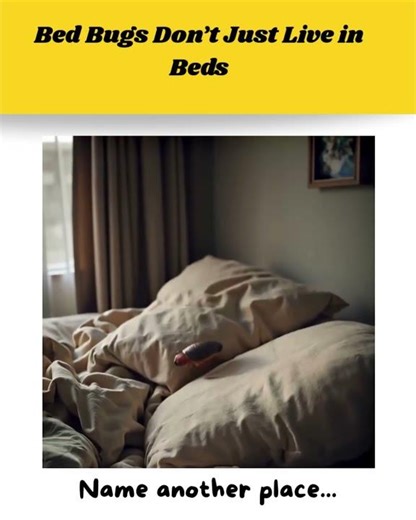 Can bed bugs live in places you never sleep?