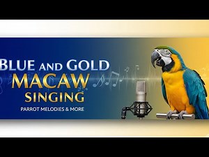 Blue and Gold Macaw Singing 🦜💙💛 | Beauty, Life & Sounds of the Parrot King