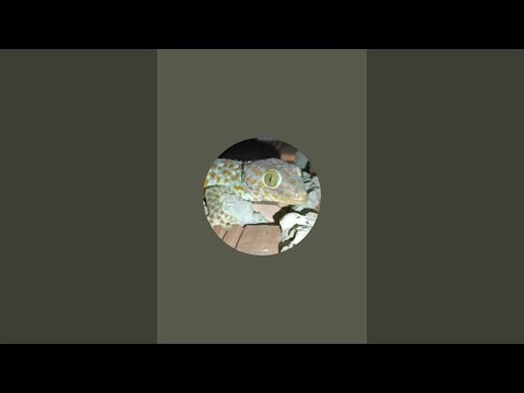 Gecko lizard đang phát trực tiếp!