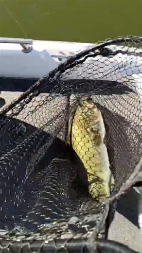 Pro Bass Adventures on Instagram: "Our brother Josh Plaides with @clutch_swimbait_co is swinging on the bigs with Pro Bass Lake Baccarac guide Juan Aguilar Armenta 💪🏽 @probassadventuresmexico - did you know we have premium packages with fully loaded bass boats at Lake Baccarac?! That's right equipped with Ultrex trolling motors, lithium batteries, 16" Garmin and Lowrance units, down and side imaging, and livescope plus! We have the best equipped guides and boats on Lake Baccarac 💯 Better call