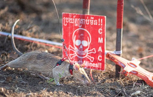 Super-Sniffing Rat Sets a New World Record for Discovering Deadly Land Mines—and He’s Just Getting Started