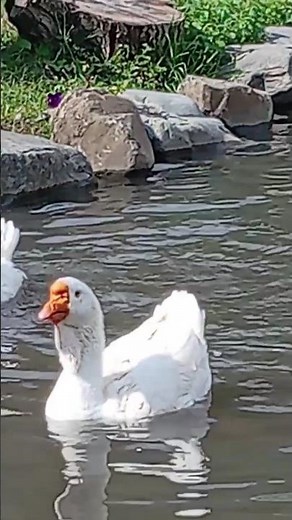 Beautiful and interesting big geese🦢#goose