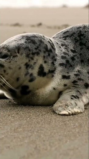 Seal barking #like a dog# CLICK ON( SUBSCRIBE) IF YOU LIKE TO WATCH INNOCENT 😇😇 MARINE ANIMALS.