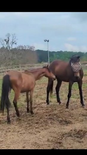 200K views · 896 reactions | Sweet Webber is back! Freya was excited to have a new pasture buddy. He’s been in a foster home just chillin. He will be participating in the Train a Rescue Camp in June. Some lucky camper is going to enjoy learning from him. #mhrwebber | Mississippi Horses | Facebook