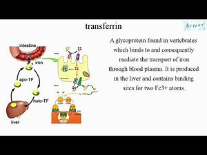 transferrin