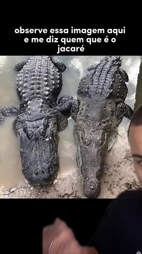 🐊 Enquanto muitos pensam que o Jacaré é o da direita e o Crocodilo é ...