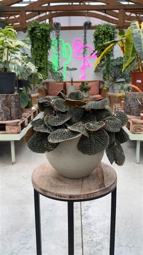 Garden Center Brioli on Instagram: "🌿 Begonia bullatifolia Specie tropicale originaria dell’America Centrale, appartenente alla famiglia delle Begoniaceae. Si distingue per le foglie carnose, fortemente bollose, di colore verde intenso con riflessi metallici. La lamina è spessa e rugosa, con nervature marcate e margini irregolari. Portamento compatto e strisciante, crescita lenta. Fiori piccoli e discreti, tipici del genere, ma il vero valore ornamentale è il fogliame scultoreo. Ama luce diffus