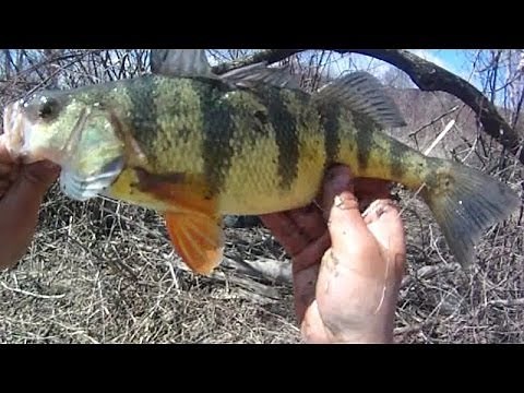 Bait Fishing #42 - Nightcrawler Fishing for Jumbo Perch in Spring