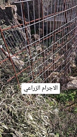 h.amer fit. ב-TikTok