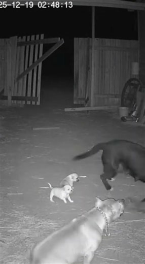 Creepy Intruder Targets Puppies—Guard Dog Takes It Down | Farm CCTV Night