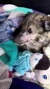 Good morning from Calix 🥰 | Barney's Animal Rescue