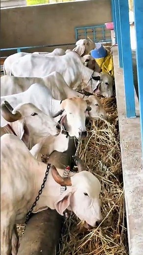 white gold gir cow with bull & calf in farm | svet kapila gir cow beauty#short#viral#cow#trending
