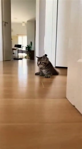 Target acquired. Calculating jump distance... Math is hard. 📐🐈