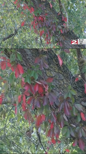 4.4K views · 40 reactions | VIDEO || Legend says wider bands on the woolly bear caterpillar mean a milder winter. What does science say? | WKTV Weather | Facebook