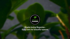 43K views · 79 reactions | Shade's Secret Weapon: Begonias Unleashed! Transform those dull, lifeless corners into vibrant garden masterpieces. With Dragon Wings, Baby Wings, and Polka Dot magic, your shady spots are about to become the talk of the neighbourhood! Life is a Garden | SANA - South African Nursery Association #BegoniaBeauty #ShadeGardenGoals #GardenTransformation #PlantPower | The Gardener Magazine | Facebook