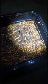 Superworm halos naubos 😱