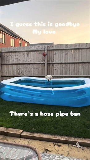 We have a hose pipe ban and a sad puppy #Dog #puppy