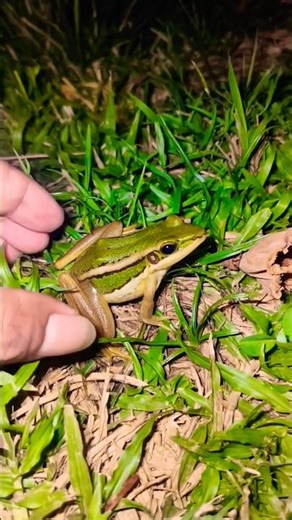 Fast frog 🐸🐸🐸