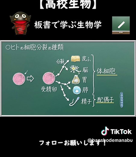 体細胞分裂と減数分裂の重要性