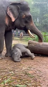 Oh No! The tree failed down from baby elephant! 🥰🐘 | Daily Elephant