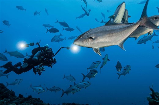 Gorringe seamount expedition reveals threats facing ocean biodiversity