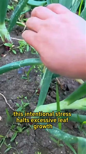 🧅How to grow onions plump and plentiful?🧅 ✂️Pinch the roots when onions reach 15 inches 📐Bend the entire plant over at a horizontal angle #agriculturelife #farmlife #planting #farming #onion | The Seed of life