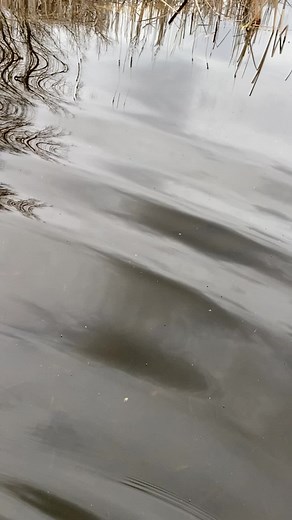 Tranquil Water Reflections in Nature