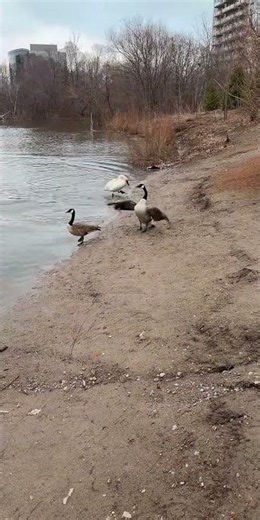 Trumpeter Swan Bounds Through Water to Chase Off Bully Goose