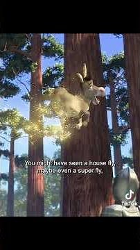 shrek flying talking donkey