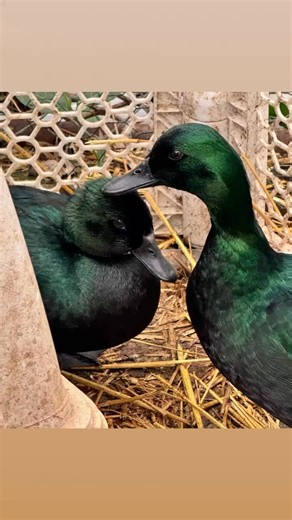 #bantams | Show Me Bunnies And More