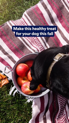4K views · 61 reactions | The apple of your eye deserves a fun new  treat! If you try out this recipe, tag us @petco! | Petco | Facebook