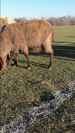 Goat eats soccer field (AI)