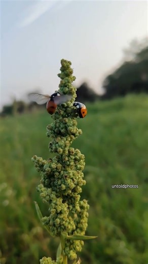 Beautiful Ladybugs 🐞 #insects #ladybug