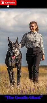 Great Dane Explained | The Gentle Giant Dog