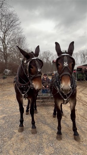 Training Mules Effectively: Tips and Techniques