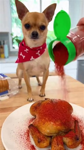 Really Funny Dog Eat Spicy Chicken