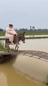 Donkey Crossing Goes Very Wrong 😬💦 #WaterSplash #DailyLife #NoFilterVideo #RuralReality | Nas Ai