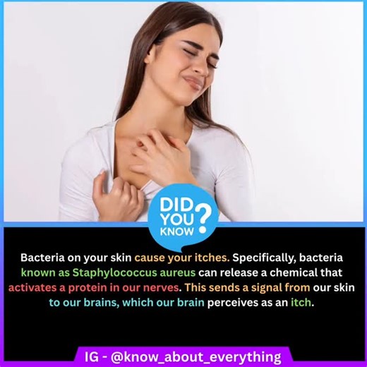 DID YOU KNOW ? ⭕ on Instagram: "🦠🤯 DID YOU KNOW? That annoying itch you feel isn’t random it’s caused by bacteria on your skin. A common bacterium, Staphylococcus aureus, releases a chemical that activates a special protein in your nerves. This triggers a signal from your skin to your brain… And your brain interprets that signal as an itch. Your body is basically talking to itself and itchiness is one of its weirdest messages! #didyouknow #funfacts #amazingfacts"