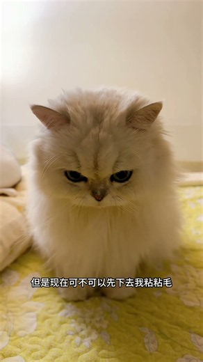把那點小心思全寫臉上了#金吉拉#猫#猫咪日常#萌宠#铲屎官的日常#养猫日记#猫咪反差萌#可爱小猫#shorts