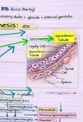 Human Reproduction | Class 12 Biology | Chapter 3 |