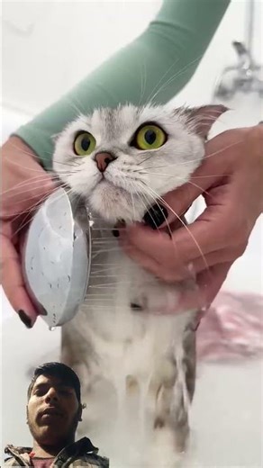 #cat #funnyanimal #funny #funnycat #cute #trythatinasmalltown #funnypet