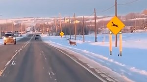 Right on cue: Deer crosses road at deer crossing sign