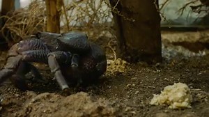 42K views · 1.4K reactions | Kenny isn't your average crab, he's a little (coco)nuts! As the largest living land arthropod in the world, coconut crabs are also called robber crabs because they're known to steal things from people on the beach. | San Diego Zoo | Facebook